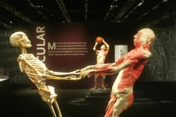 Preserved human body on display at Bodies Exhibit